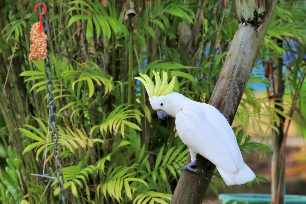 Big4 Whitsundays Tropical Eco Resort 에일리비치 외부 사진